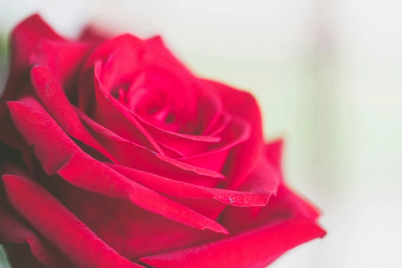 a close up po of a red rose