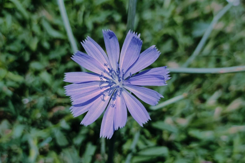 the small blue flower has been blooming out of it