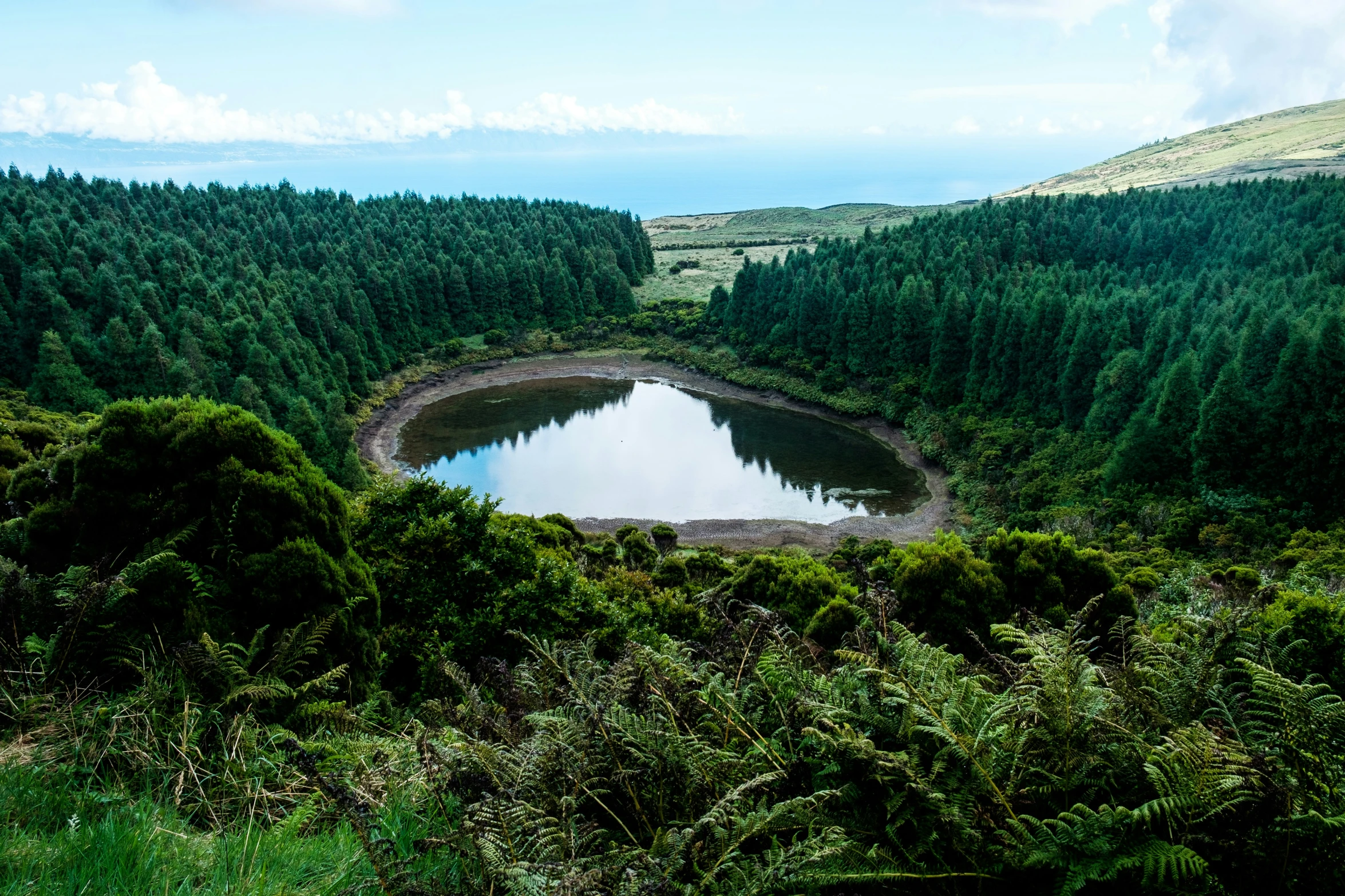 trees surrounding a lake surrounded by green grass