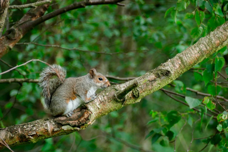 a squirrel sitting in a tree, looking down