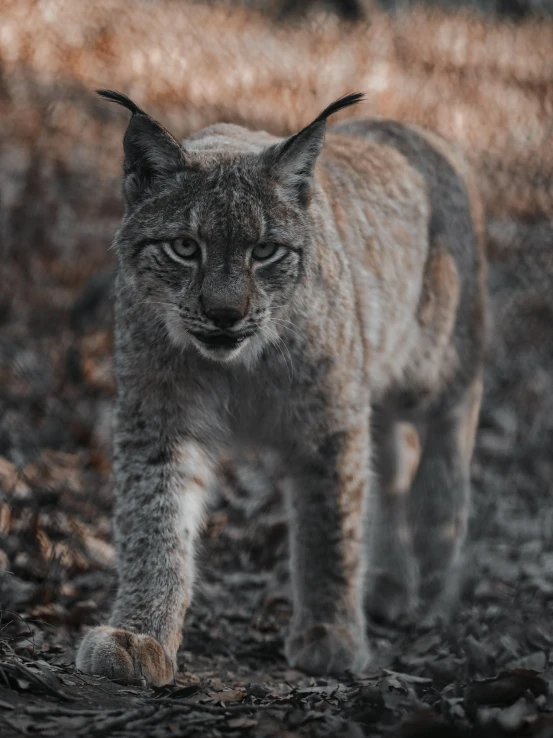 a gray and black cat walking on ground next to grass