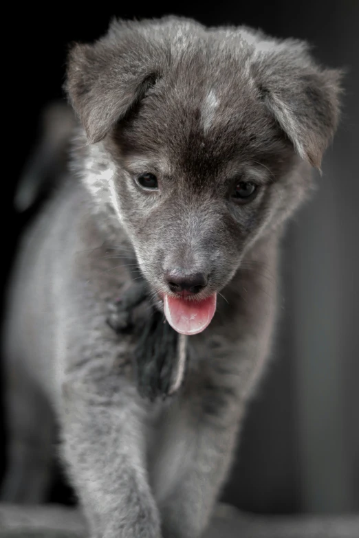 a gray puppy is walking outside on the ground