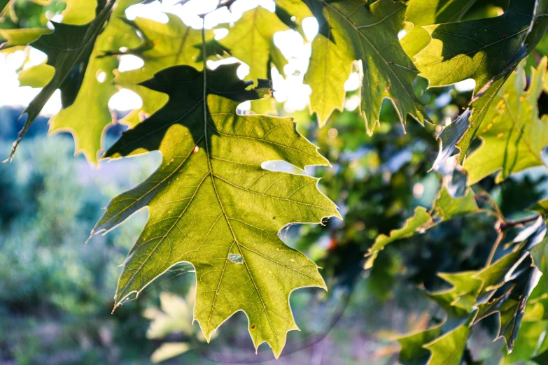 a green leaf is hanging from the tree nch