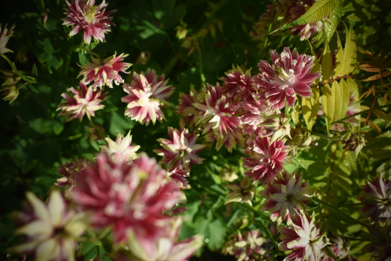 the small pink and white flowers are all together