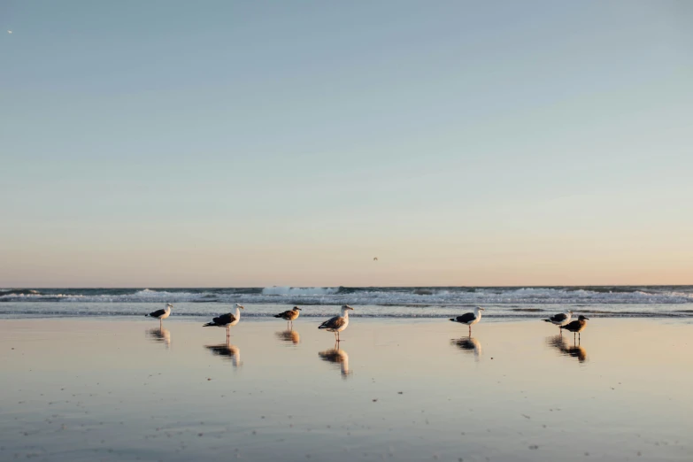 a group of seagulls walking across the water