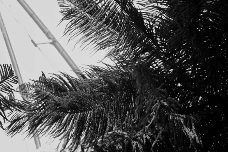 black and white po of palm tree with the antenna of a wind power line in the background