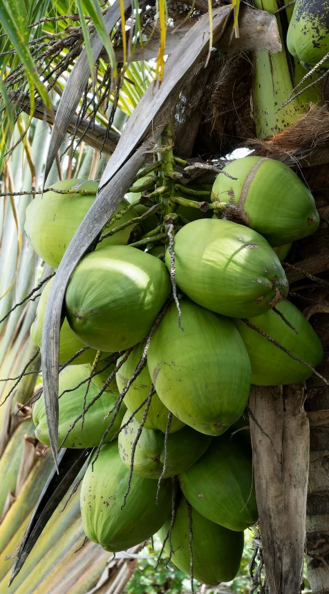 a bunch of fruit hanging from the side of a tree