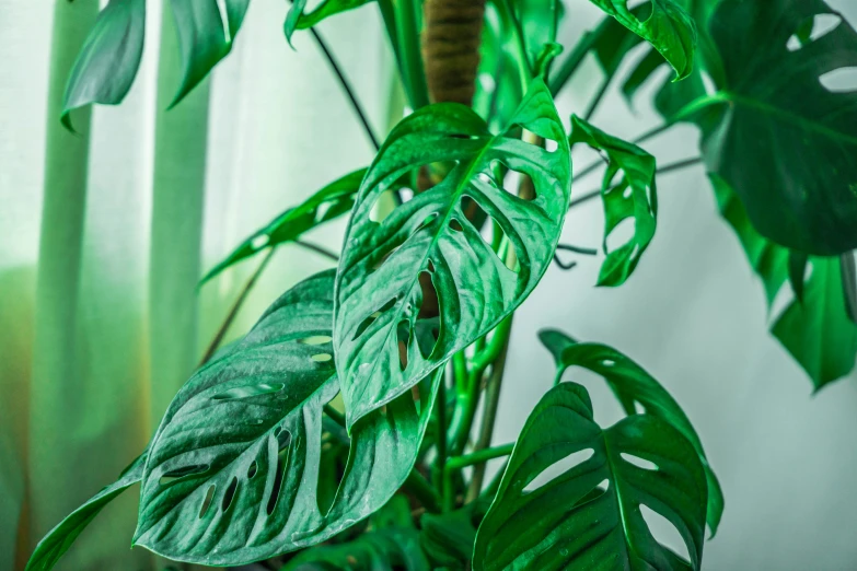 green leaves and greenery in an indoor room