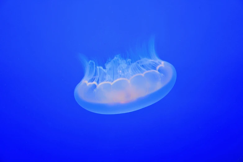 an underwater jellyfish in the dark, blue water