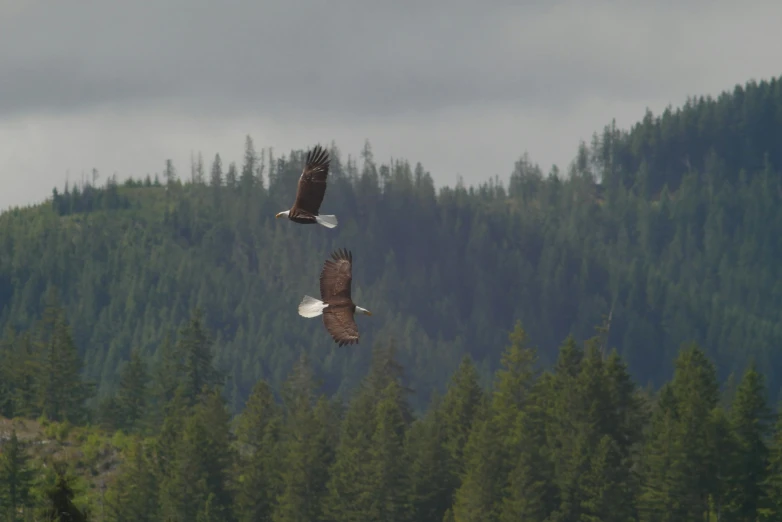 two bald birds in flight above trees on a cloudy day