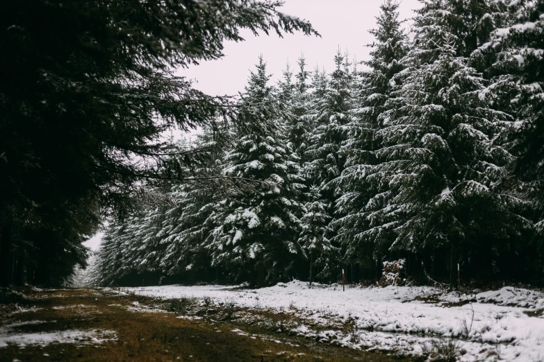 a path in snow with tall pine trees