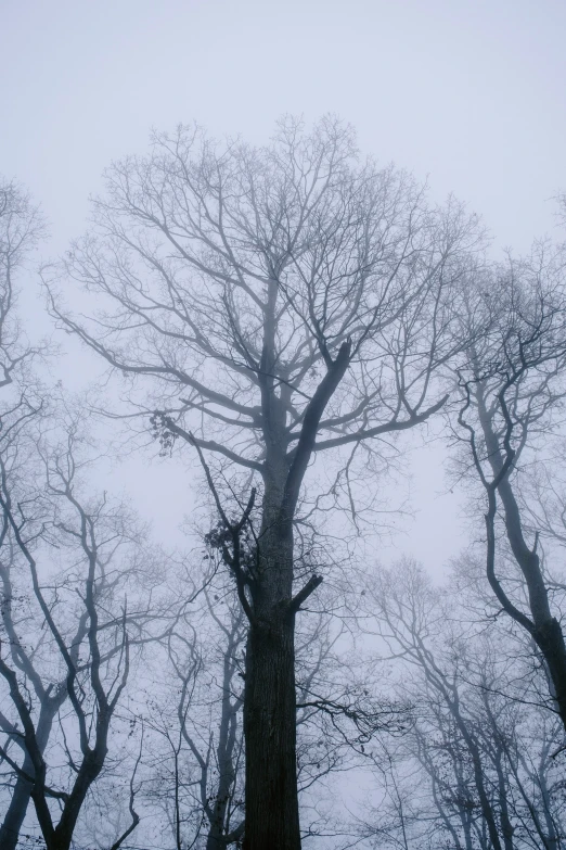 a park with large trees in a winter day