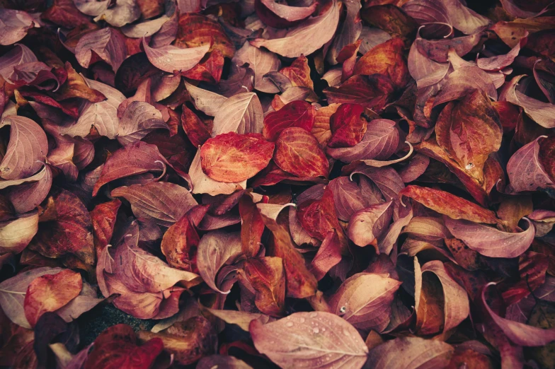 a pile of dried up leaf next to a bunch of red and green leaves