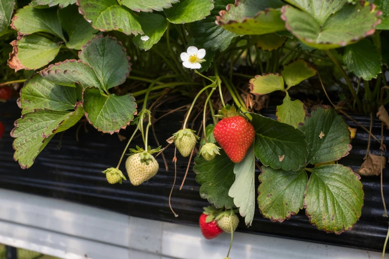 some strawberries are growing in the planter