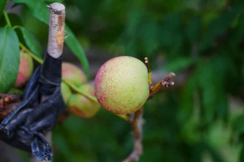 an apple hanging on a tree nch and two other apples on the tree