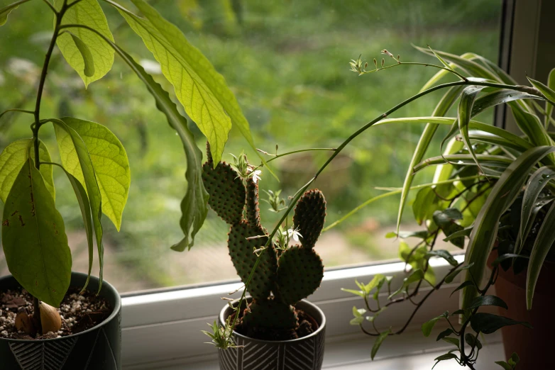 a window with plants in different pots on the windowsill