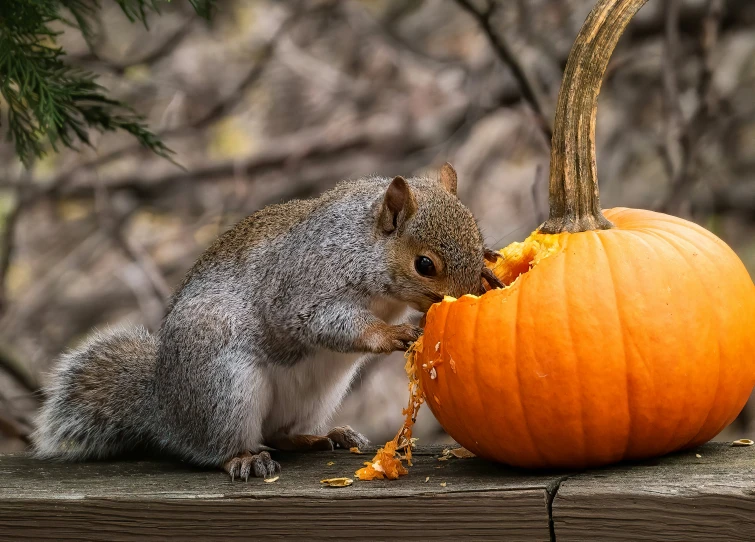 a small squirrel sitting by a pumpkin with its mouth open