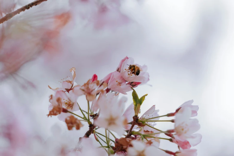 a bee on a pink flower in the middle of blossom