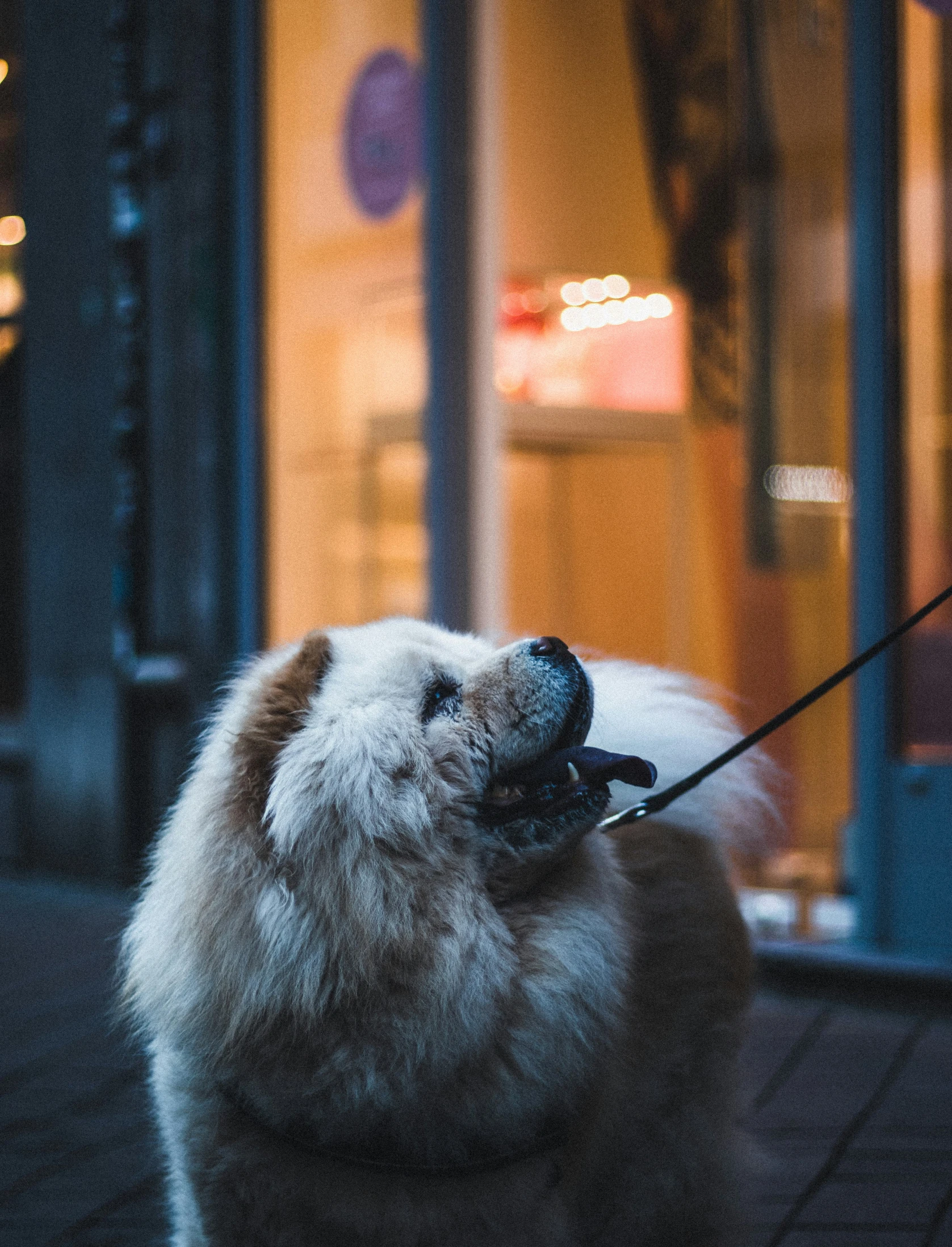 a dog that is sitting down on a leash