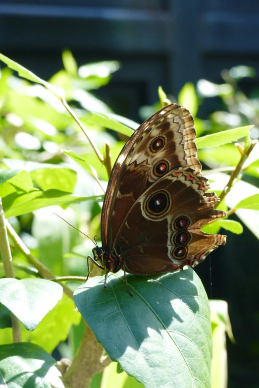 two small erflies on top of green leaves