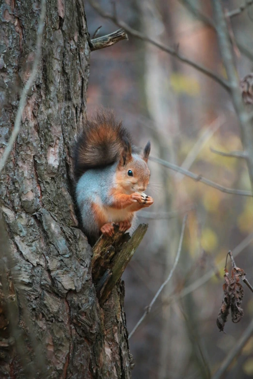 a little squirrel on the side of a tree looking back