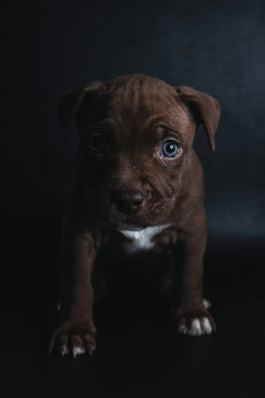 there is a brown puppy sitting on the floor