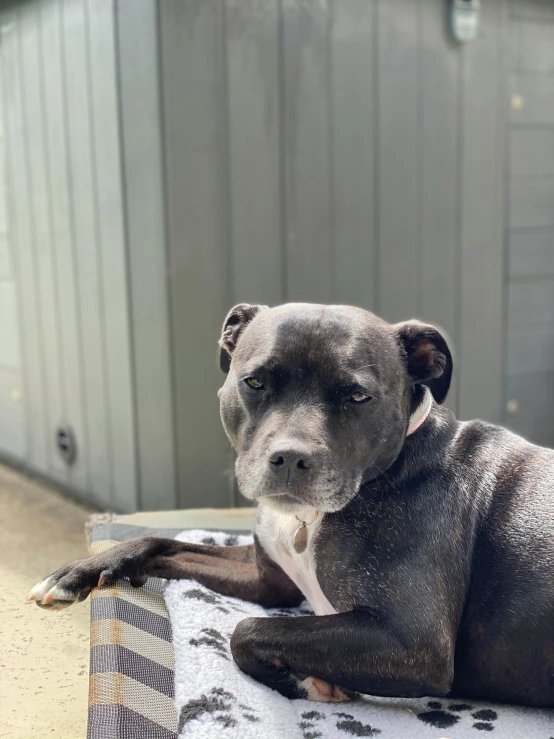 a small dog sits on a towel and looks away from the camera