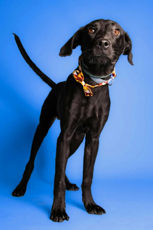 a black dog standing on its hind legs