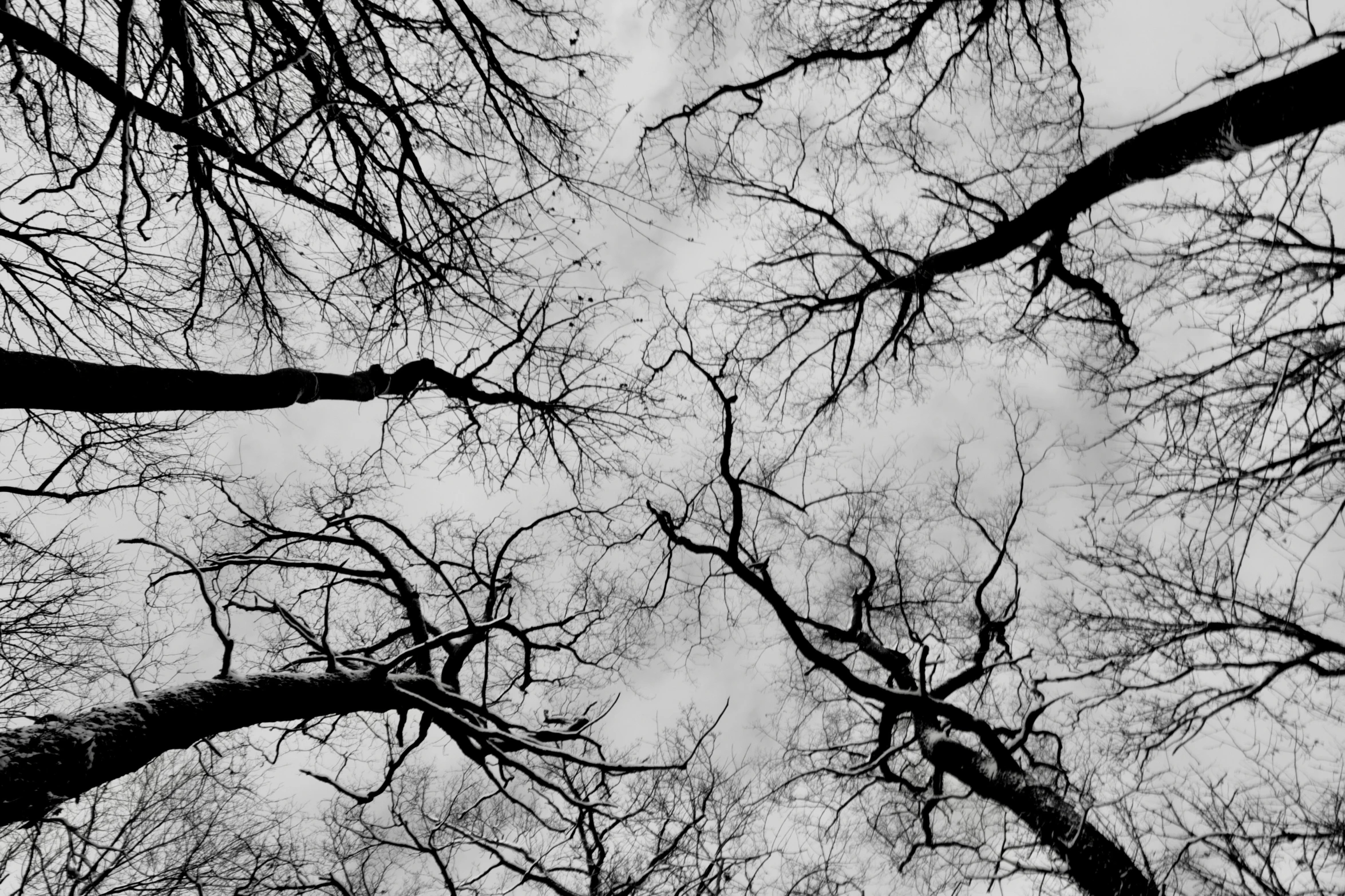 looking up at several bare trees in winter