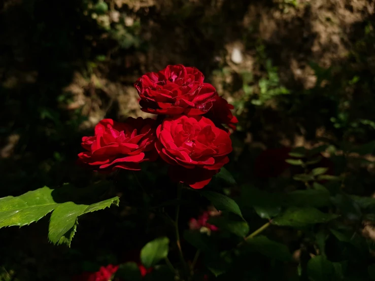 some pretty red flowers on green stems