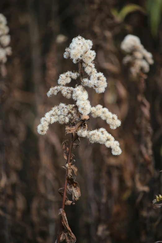 flowers grow from the plant in front of trees