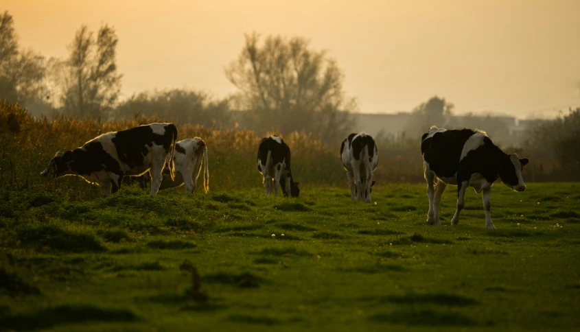 three cows grazing in a grassy field during sunset