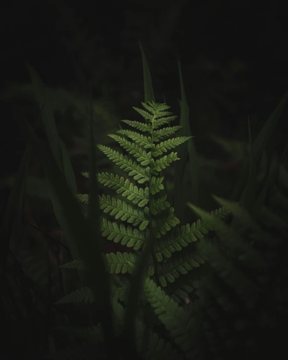 the fern is bright green and dark