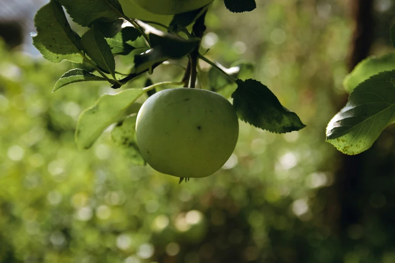 a close up view of green apples in a tree