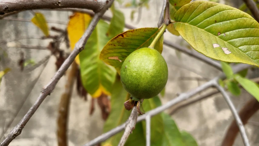 two green fruits that are growing on a tree