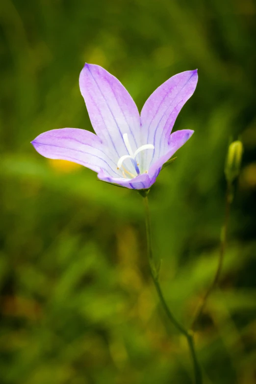 a small blue flower with a white tip sitting in a field