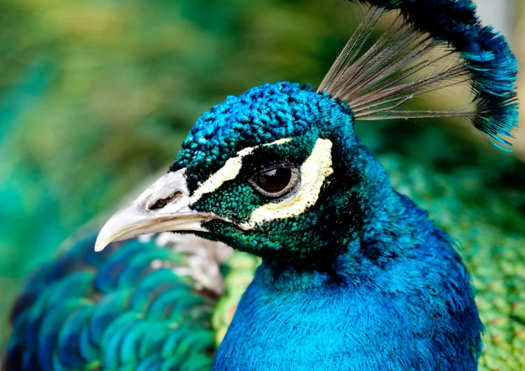 a peacock with green and blue feathers standing on top of a green field