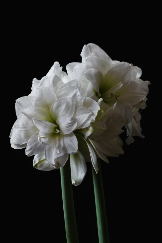 a couple of white flowers sitting on top of a table