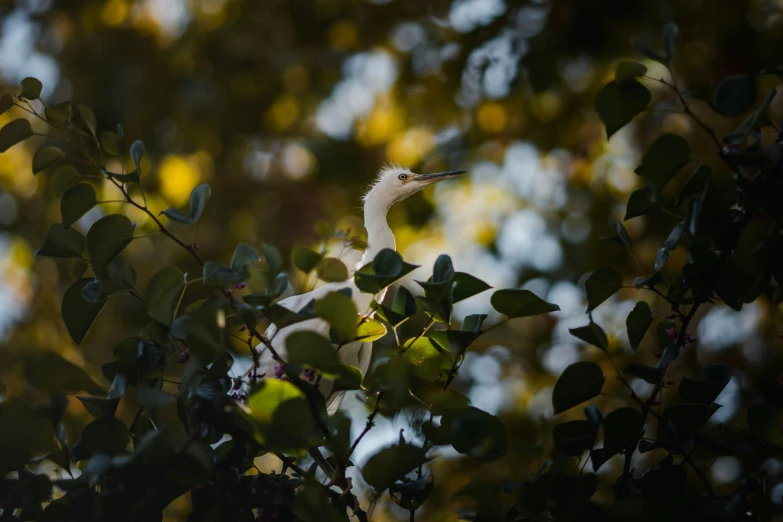 the large bird is sitting in the green leaves