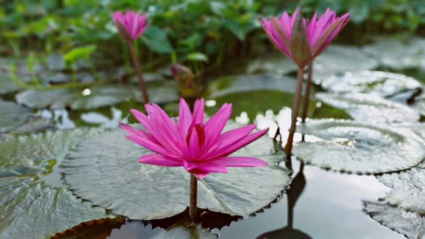 some pink flowers in some water and green leaves