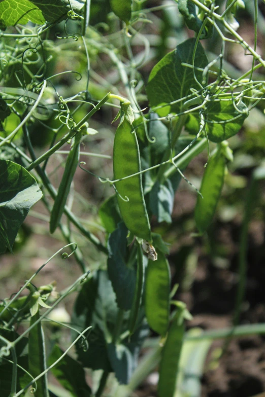 there are many pealing on the plant with green leaves