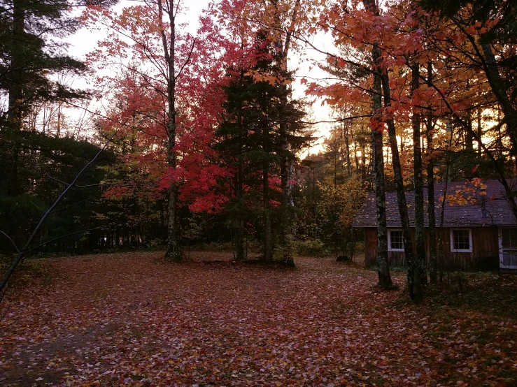 the leaf strewn ground on this small wooded lot