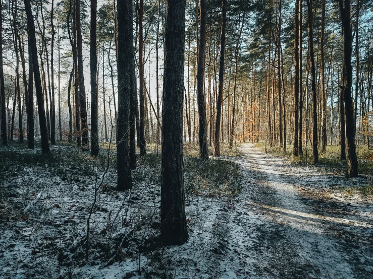 the sun shining through trees in the woods