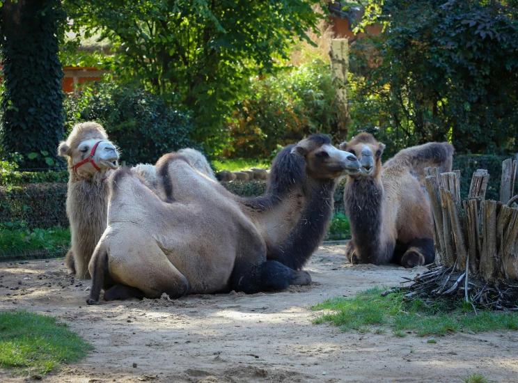 four camels sitting on the ground in a fenced area