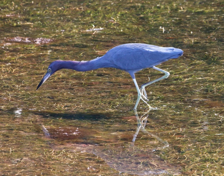 a blue bird bending over to look at the water