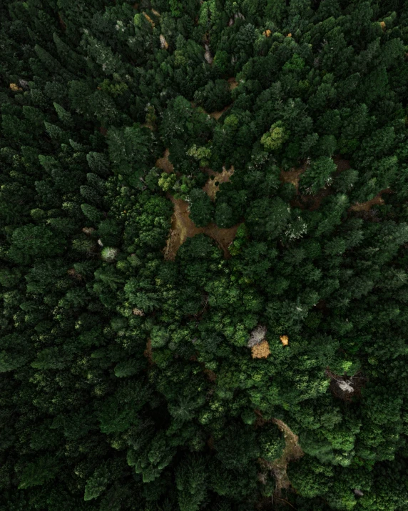 a group of trees top down and green grass