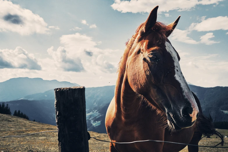 horse looking over a fence in the mountains