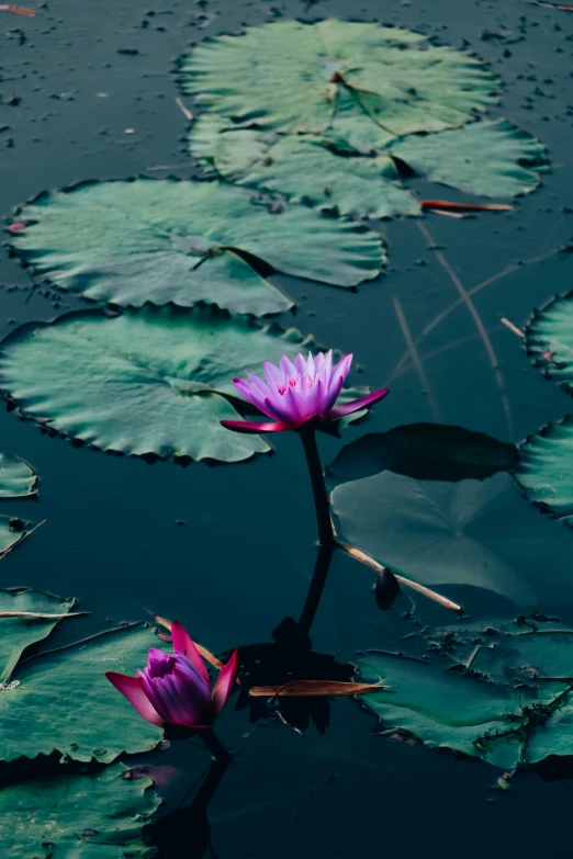 two purple flowers that are sitting in some water