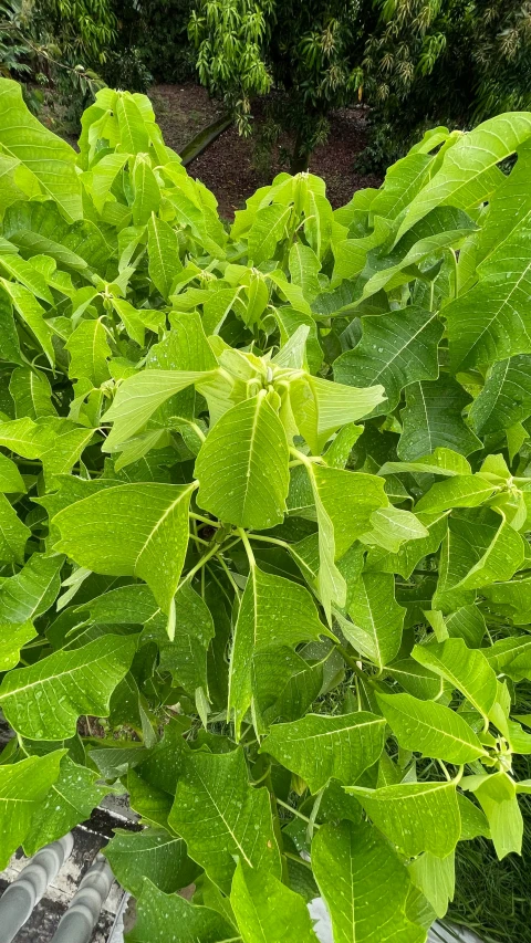 green plants with large leaves on them in an outdoor area