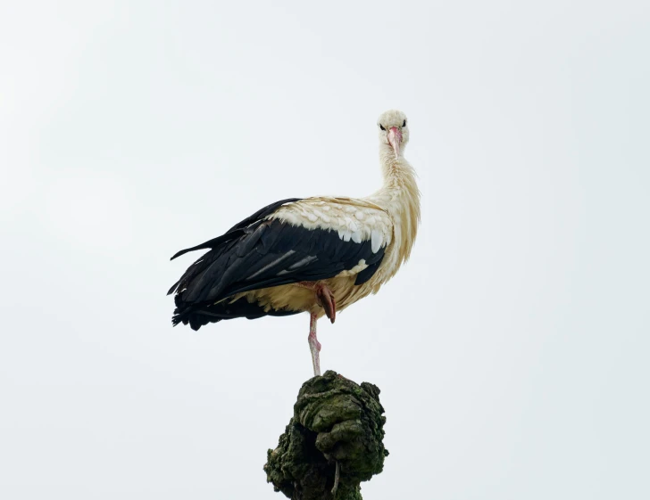 a bird stands atop a tree stump